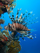 lionfish lionfish