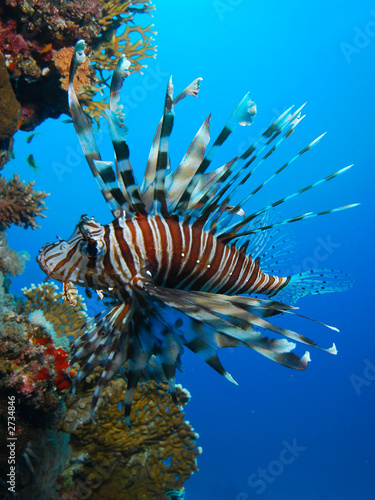 Photo: lionfish lionfish