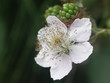 blackberry flower