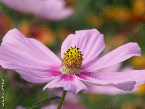 pink cosmos (cosmos bipinnatus) flower