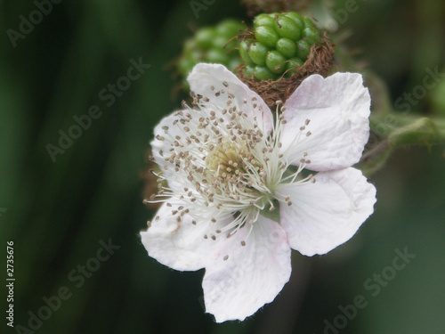 blackberry flower