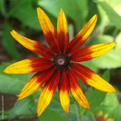 bicolored black-eyed susan