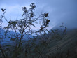 fog on the tropical jungle just before the night, bajawa, flores
