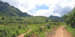 road between tropical hills, kalaw, myanmar