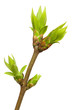 spring bud spring bud