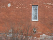 Photo: window in an old redpainted wall & bush. window in an old redpainted wall & bush.