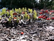 new life