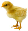 chick