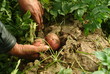 pulling a spud