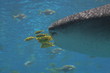 whale shark