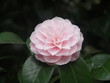 pink camellia flower
