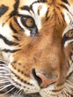 tigre tigre