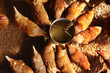 gallina 4