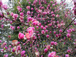 magnolia en fleur magnolia en fleur