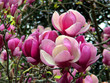 fleurs de magnolia fleurs de magnolia