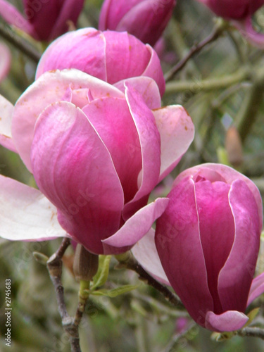 magnolia magnolia