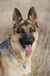 german shepherd 2