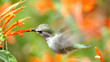 busy hummingbird feeding
