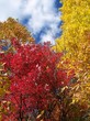 colorful trees in the fall season