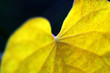 details of leaf