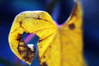 leaf of climbing plant