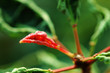 red leaf