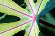 leaf