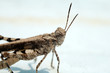 grasshopper over white background