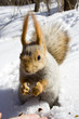squirrel on the snow gnawing nuts of siberian pine squirrel on the snow gnawing nuts of siberian pine