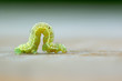 chenille verte