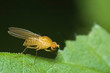 mouche blonde 2