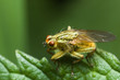mouche blonde 3