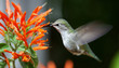 broad tail hummingbird hovering