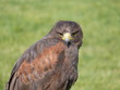 harris hawk