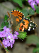 upside down butterfly