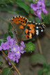 monarch on purple flower
