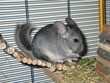 chinchilla
