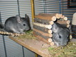 chinchilla