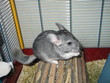 chinchilla