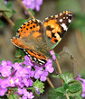 food for monarch