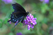 black swallowtail butterfly