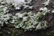 lichens lichens