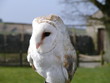 barn owl