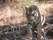 tiger menace