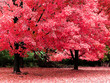 Foto: autumn fantasy autumn fantasy