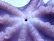 octopus with bizzare look