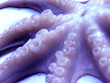 octopus with bizzare look