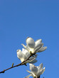 white flower in blue sky