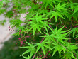 green leaf