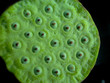 lotus seeds
